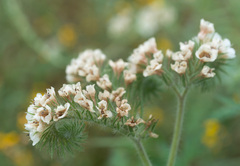 Phacelia heterophylla