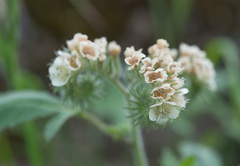 Phacelia heterophylla