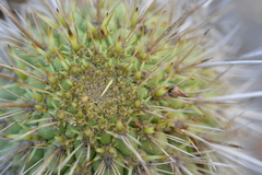 Trichocereus chiloensis