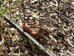 Phlebopus marginatus