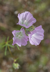 Sidalcea