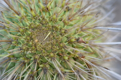 Trichocereus chiloensis