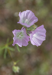 Sidalcea