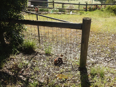 Phlebopus marginatus