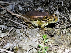 Trachycephalus imitatrix