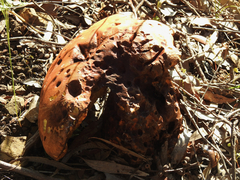 Phlebopus marginatus