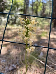 Platanthera pallida
