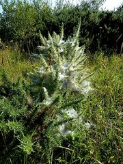 Tetranychus lintearius