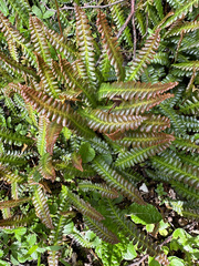 Blechnum penna-marina