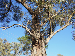 Phlebopus marginatus