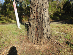 Phlebopus marginatus
