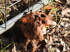 Phlebopus marginatus