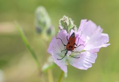 Sidalcea