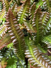 Blechnum penna-marina