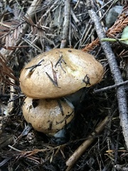 Suillus ponderosus