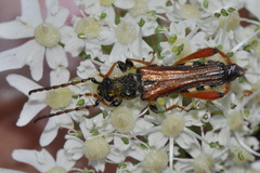 Stenopterus rufus
