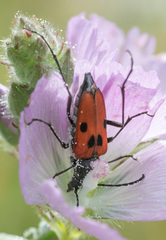 Anastrangalia laetifica