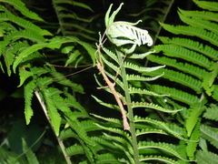 Ceroys perfoliatus