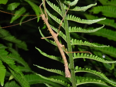 Ceroys perfoliatus