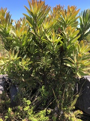 Protea lepidocarpodendron