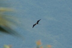 Fregata magnificens