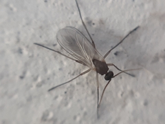 Sciaridae