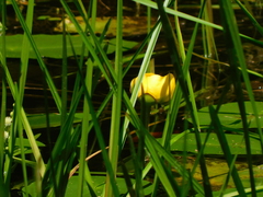 Nuphar variegata