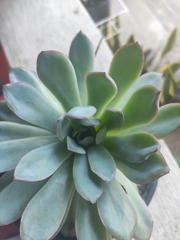 Echeveria pulidonis