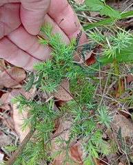 Juniperus virginiana