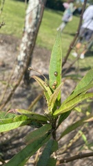 Aphidomorpha