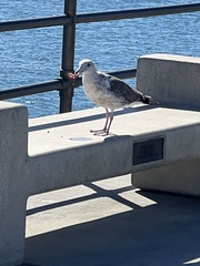 Larus occidentalis