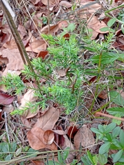 Juniperus virginiana