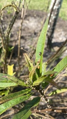 Aphidomorpha