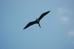 Fregata magnificens