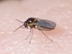 Forcipomyia