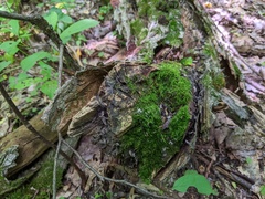 Xylaria longiana