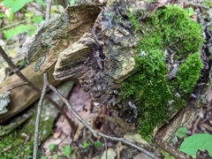 Xylaria longiana