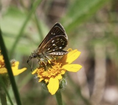 Piruna aea