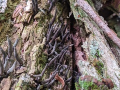 Xylaria longiana