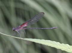Hetaerina vulnerata