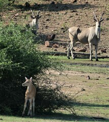 Tragelaphus oryx oryx