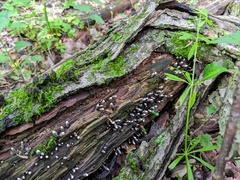 Xylaria longiana