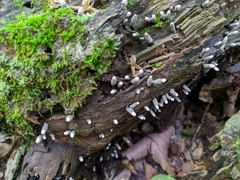 Xylaria longiana