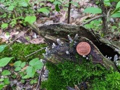Xylaria longiana