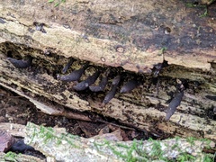 Xylaria longiana