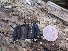Xylaria longiana