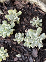 Echeveria runyonii