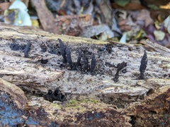 Xylaria longiana