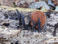 Xylaria longiana