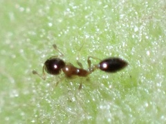 Monomorium floricola